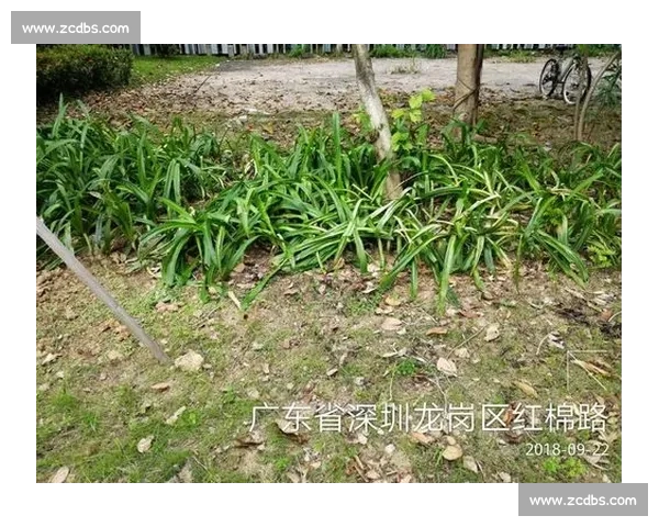 以人工草为核心推动城市绿色运动空间品质升级新路径探索实践研究